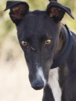 Kali