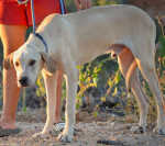 leo1