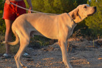 leo2