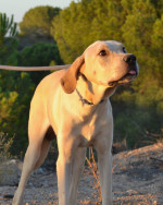 leo3