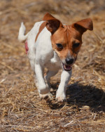 lilo welpe rent v.vor gt..8.23