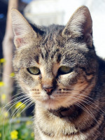 Linsey / Katze
