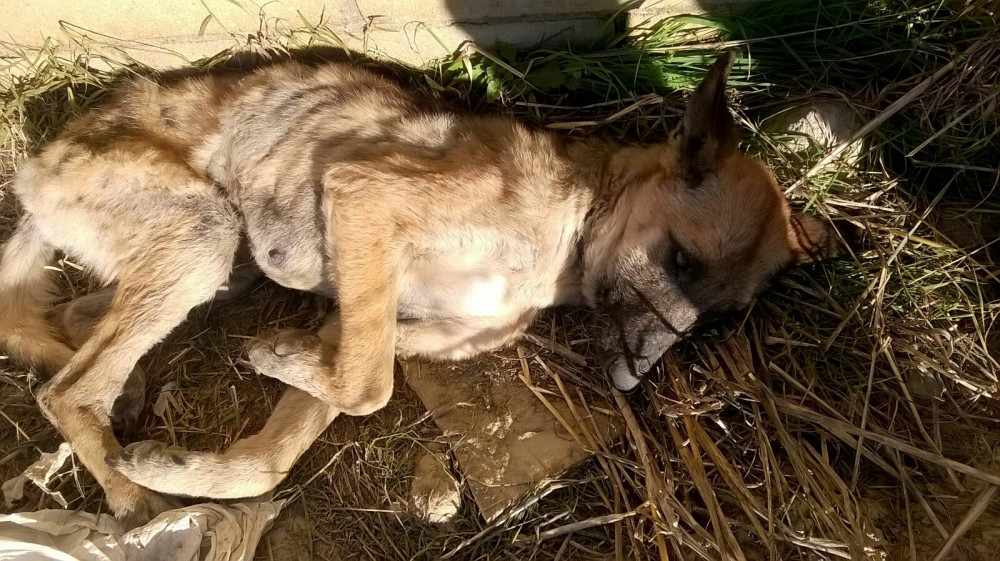 loba