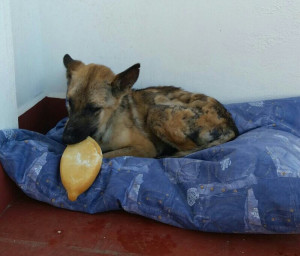 loba loba