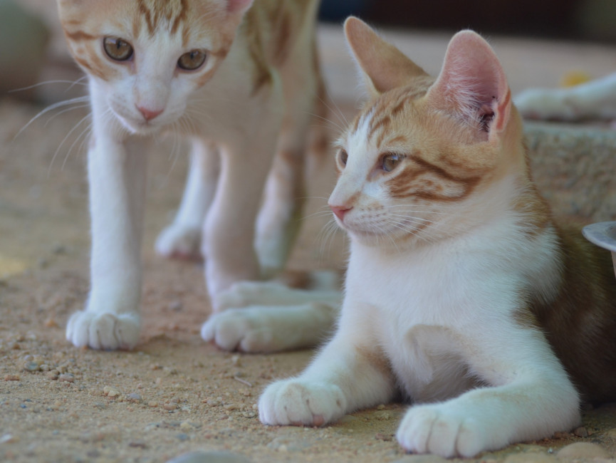 gatitos5