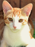 Martin