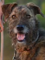 Max / Rüde / gross