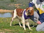 rolo bret.25.2.25 rolo bret.25.2.25