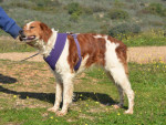 rolo breton l.s.steht.2.25 rolo breton l.s.steht.2.25