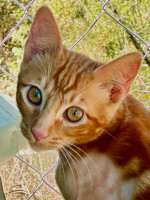 Tiger / Katerchen