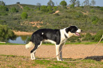 tuli11