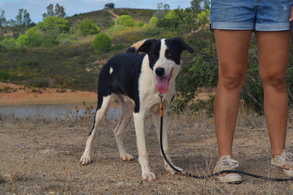 tuli2