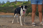 tuli2
