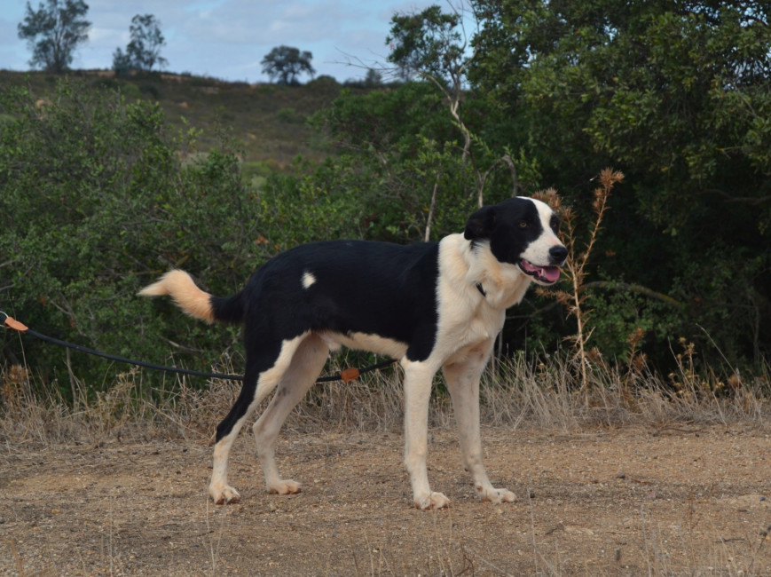 tuli4