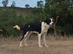 tuli4