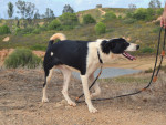 tulil3