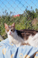 wendy katze liegend.2.23 wendy katze liegend.2.23