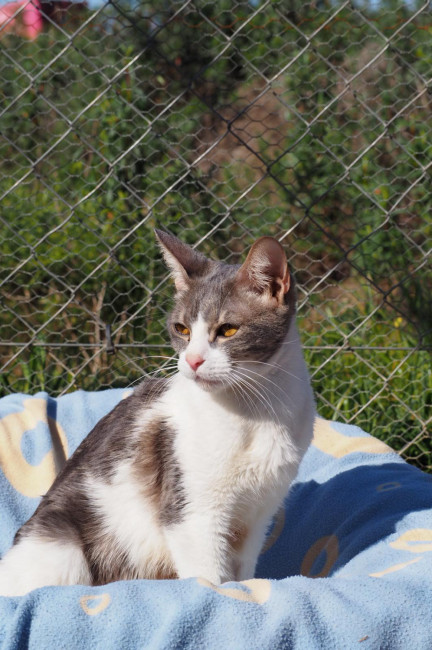 wendy katze sitzt .2.23